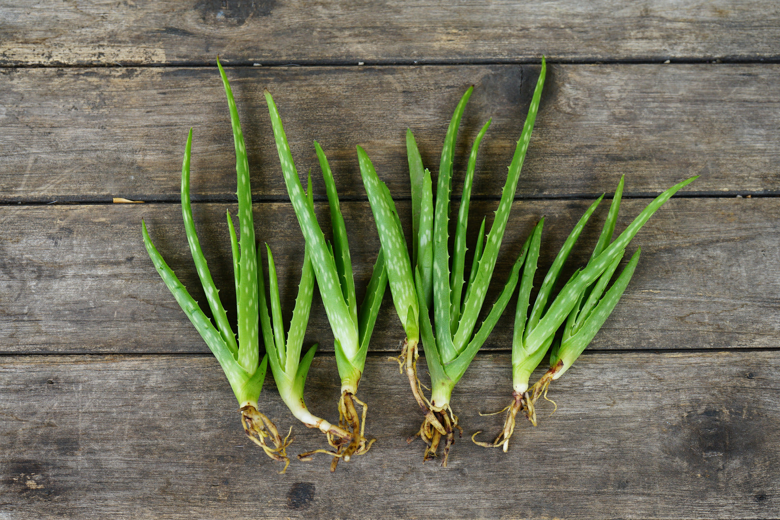 Aloe Vera is Awesome